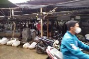 Suasana Pasar Bibit Ikan Air Tawar di Pasar Parung