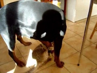 attaque rottweiler par un chat