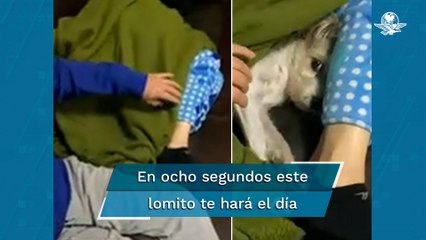 Perrito se toma en serio el “cinco minutos más” y hace sonreír a miles de usuarios