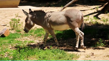 Donkey video Beautiful and amazing video of Donkey