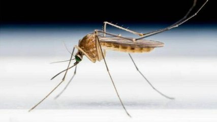 Delhi reels from worst Dengue outbreak since 2017