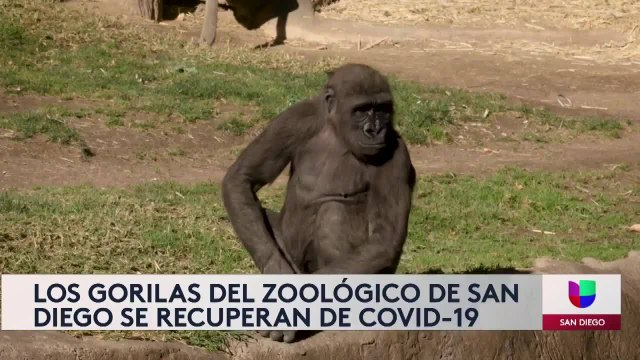Noticias San Diego 6pm 012621 - Clip GORILLA COVID