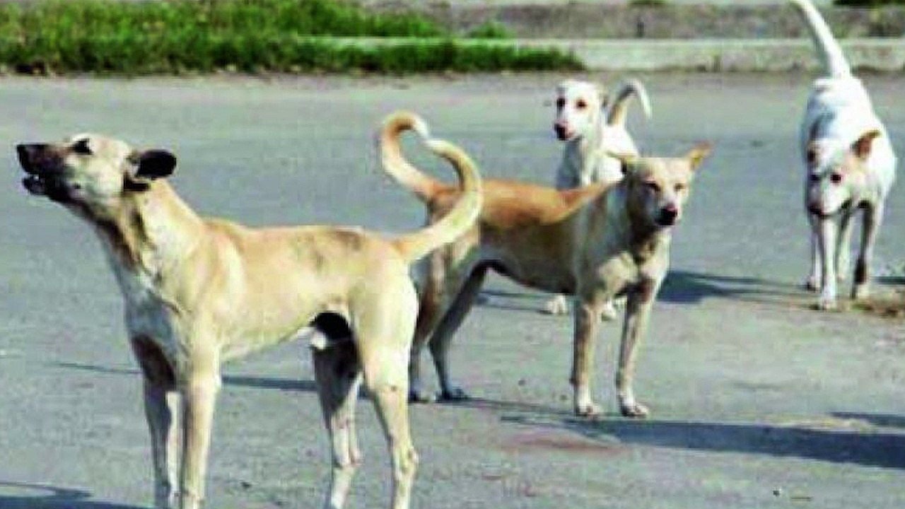 Normal Dogs Vs Breedy Dogs. WHO WIN?