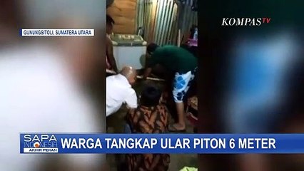 Ular Piton 6 Meter Sembunyi di Rumah Warga Berhasil Ditangkap