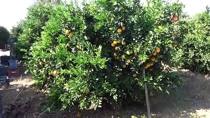 Adana'da portakal hasadı sürüyor