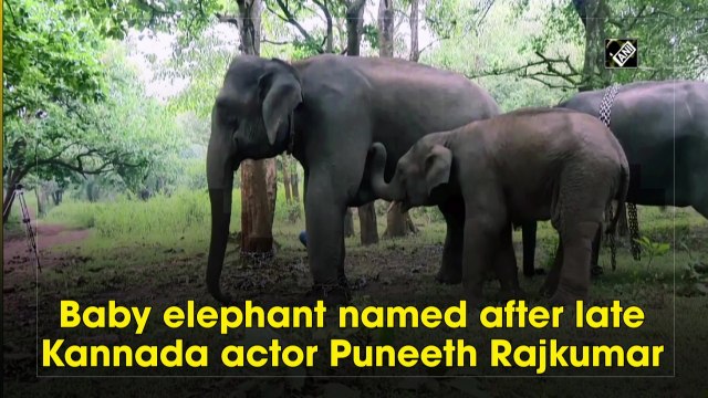 Baby elephant named after late Kannada actor Puneeth Rajkumar