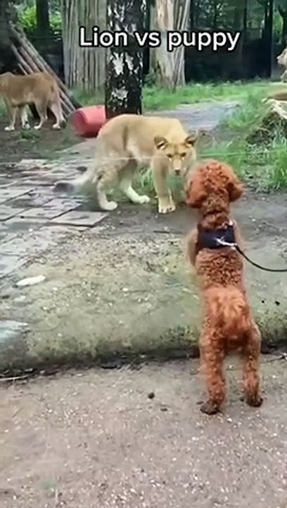 Lion v/s funny puppy