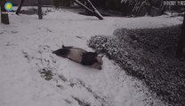 Pandas se divierten en el hielo en D.C.