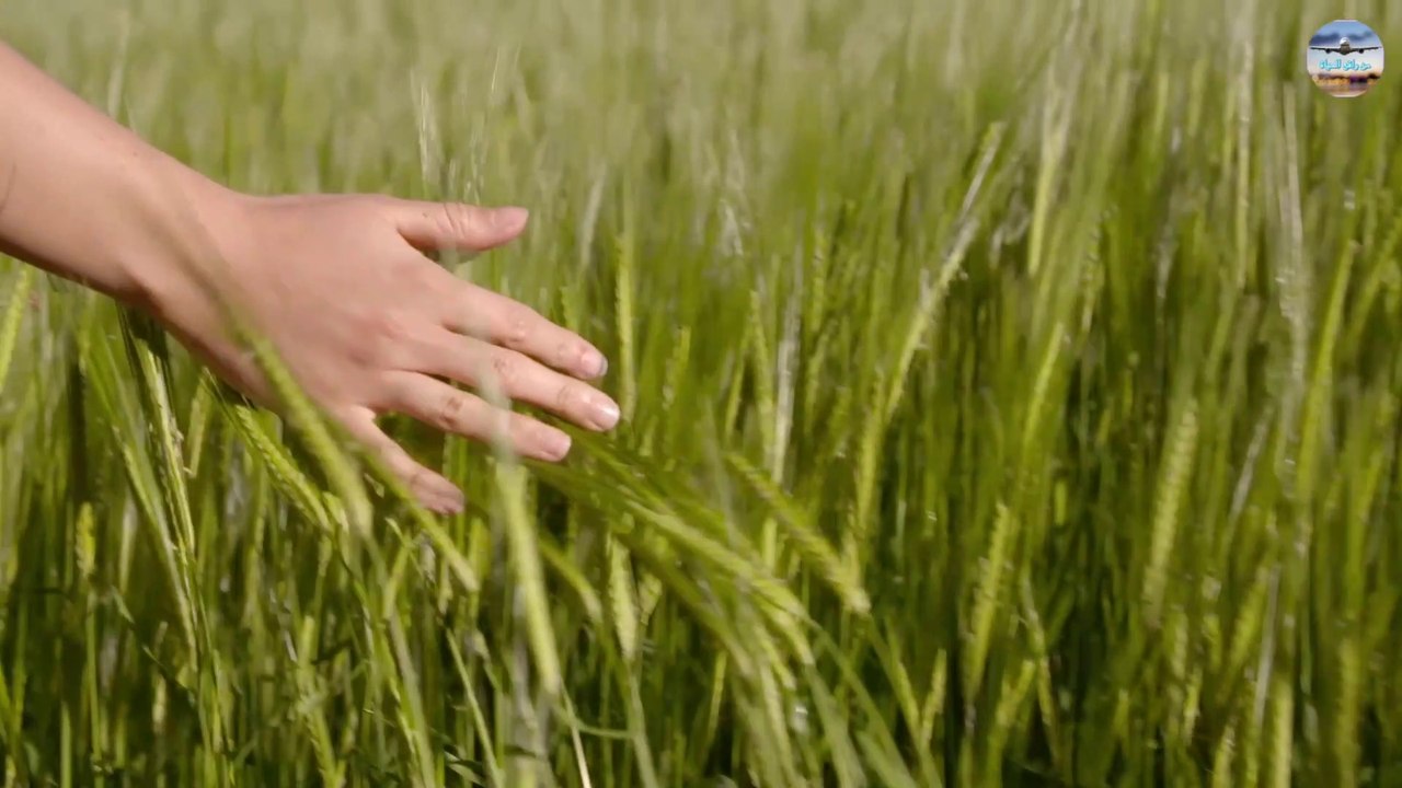 أفضل حل لطرد الحيوانات البرية من المزرعة / The best solution to expel wild animals from the farm