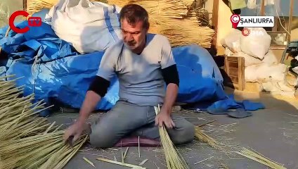 Çalı süpürgesi milyarlık süpürgelere direniyor