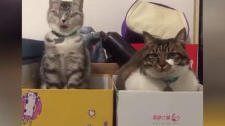 OMG So Cute Cats ♥ Best Funny Cat Videos 2021 ♥ cute and funny cat complement video #81