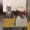 OMG So Cute Cats ♥ Best Funny Cat Videos 2021 ♥ cute and funny cat complement video #81
