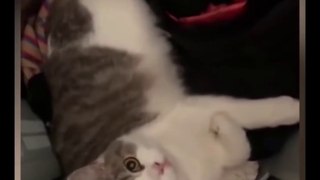 OMG So Cute Cats ♥ Best Funny Cat Videos 2021 ♥ cute and funny cat complement video #80