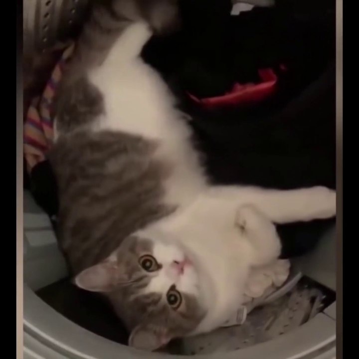 OMG So Cute Cats ♥ Best Funny Cat Videos 2021 ♥ cute and funny cat complement video #80