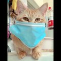 OMG So Cute Cats ♥ Best Funny Cat Videos 2021 ♥ cute and funny cat complement video #78