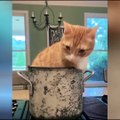 OMG So Cute Cats ♥ Best Funny Cat Videos 2021 ♥ cute and funny cat complement video #76