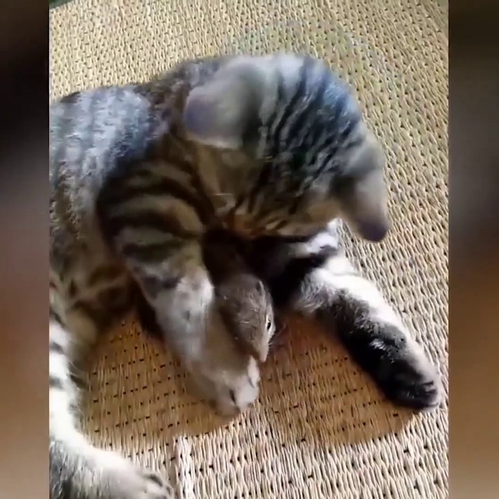 OMG So Cute Cats ♥ Best Funny Cat Videos 2021 ♥ cute and funny cat complement video #75