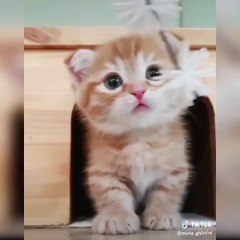 OMG So Cute Cats ♥ Best Funny Cat Videos 2021 ♥ cute and funny cat complement video #74