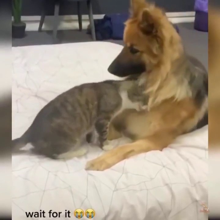 OMG So Cute Cats ♥ Best Funny Cat Videos 2021 ♥ cute and funny cat complement video #73