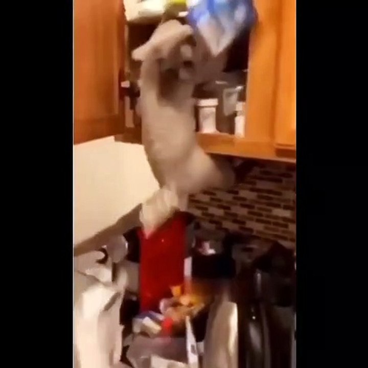 Funny Cats Video #2