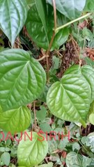 HERBAL, EFFICACY  OF BETEL LEAF