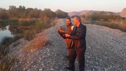 Tedavisi tamamlanan kartal doğaya bırakıldı