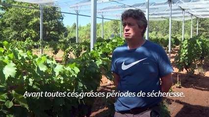 Contre le réchauffement, l'agriculture française expérimente des "parasols" mobiles