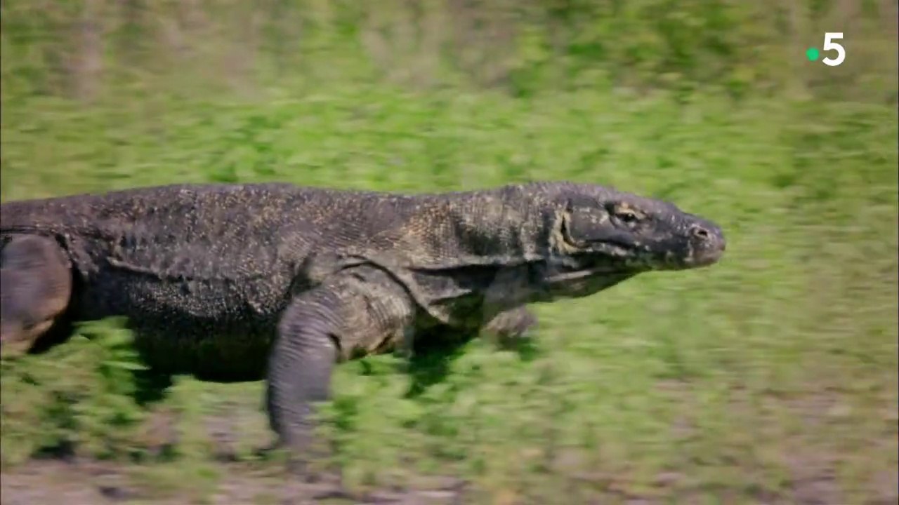 Aventures sauvages en Indonésie