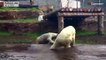 Polar bears romp in Oregon zoo compound