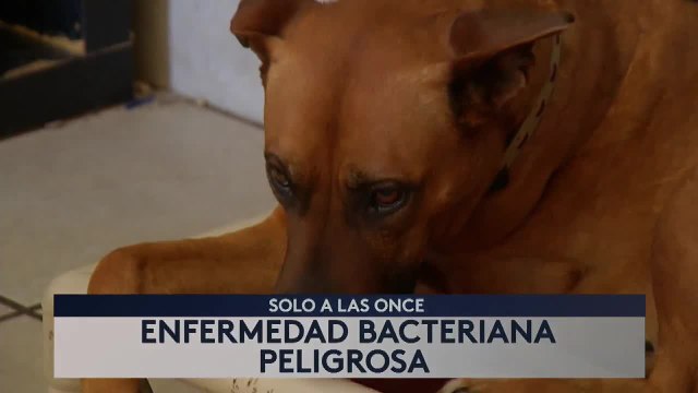 Noticias San Diego 6pm 121720