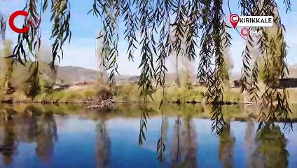 Kızılırmak'ı saran ağaçlar görsel şölen sunuyor