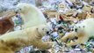 Osos polares invaden Rusia como consecuencia del calentamiento global