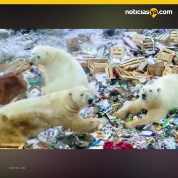 Osos polares invaden Rusia como consecuencia del calentamiento global