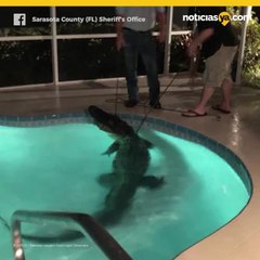 VIDEO: Enorme caimán nadaba libremente en piscina familiar