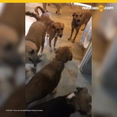 Hombre rescató a cientos de animales callejeros de huracán Delta