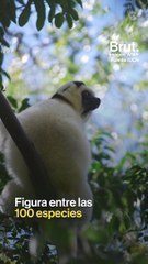 El sifaka sedoso, un lémur en grave peligro de extinción