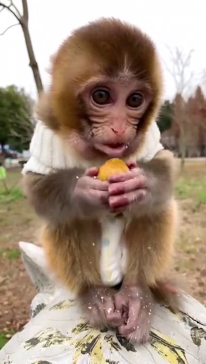 monkey comedy video