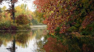 Folhas de outono caindo no lago
