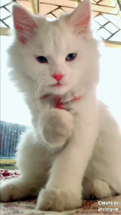 Cute and Funny Cat Videos Compilation