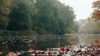 Folhas de outono deslizando pela água
