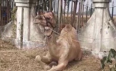 গোপন সূত্রের খবরের ভিত্তিতে বিশেষ অভিযানে উদ্ধার ১৪ টি উট |oneindia Bengali