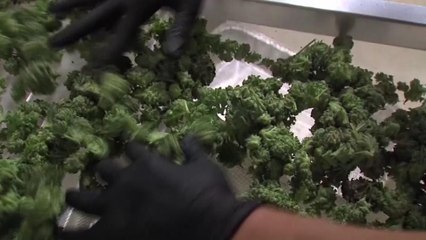 VIDEO: ¿Qué pasará ahora tras la legalización de la marihuana?