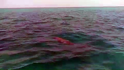 ظهور جديد لعروس البحر "الدوجونج" بشواطئ مدينة مرسي علم