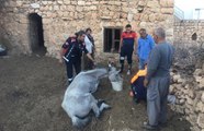 Mağarada 5 gündür mahsur kalan at, AFAD ve itfaiye ekiplerince kurtarıldı