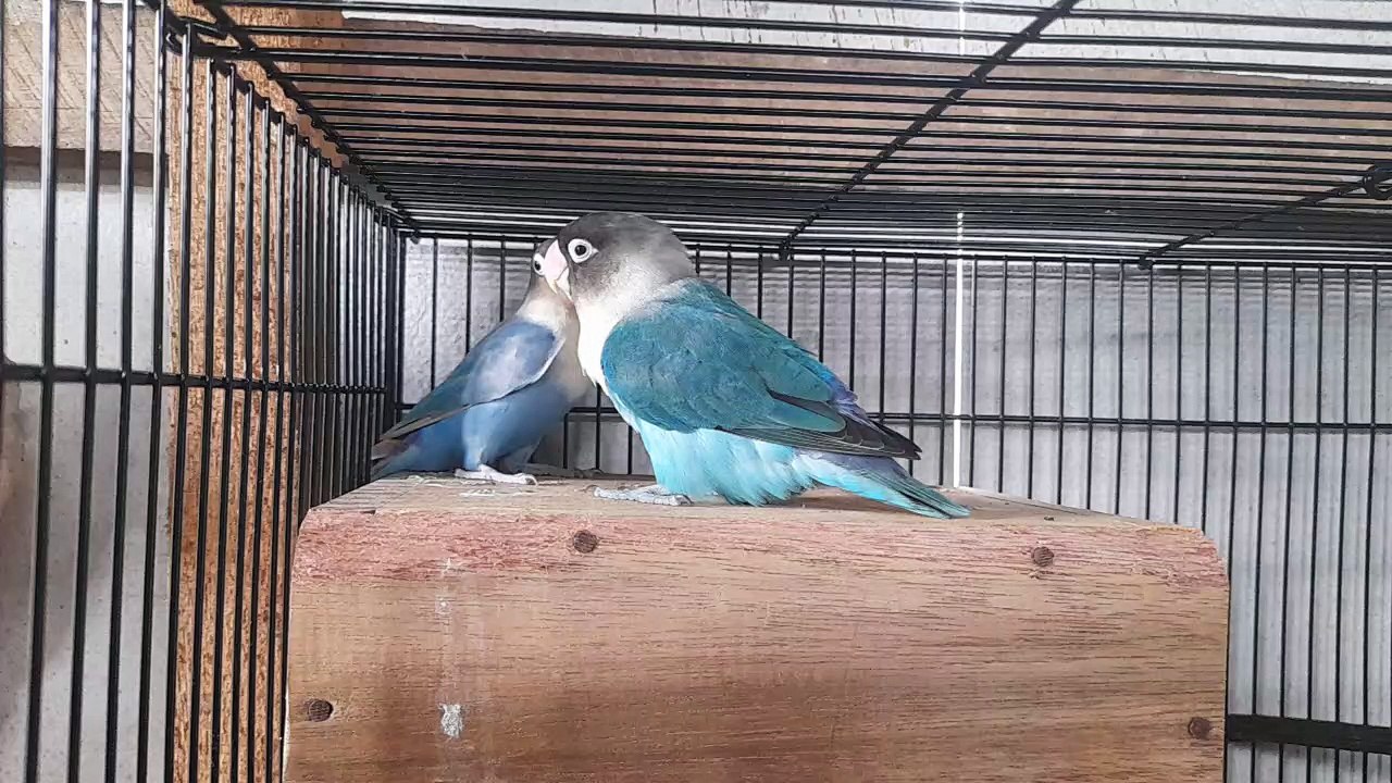 Lovebird in cage #2