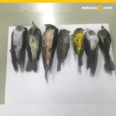 El misterioso caso de las muertes masivas de aves en Nuevo México
