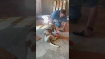 Basset Hound Helps Dad Lay Laminate
