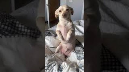 Sad Dog Makes It Hard to Say Goodbye