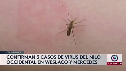 Confirman 3 casos de virus del Nilo Occidental en condado Hidalgo