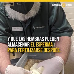 Pitón sin contacto con macho en 15 años puso huevos